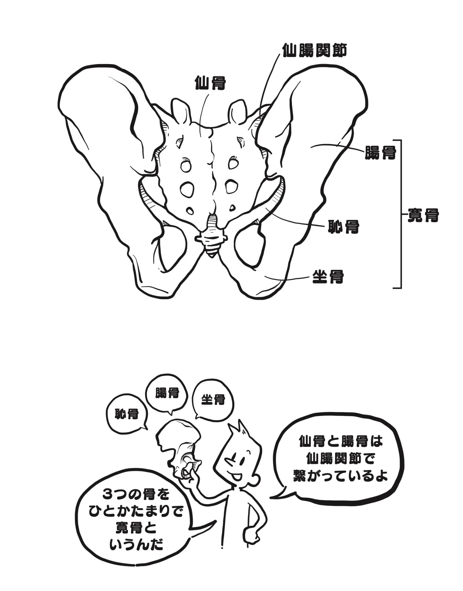 解説付き週刊連載「身体構造力〜日本人のからだと思考の関係論〜」❹　第１章「身体と構造の力」の２「人間は左右対称ではない」
