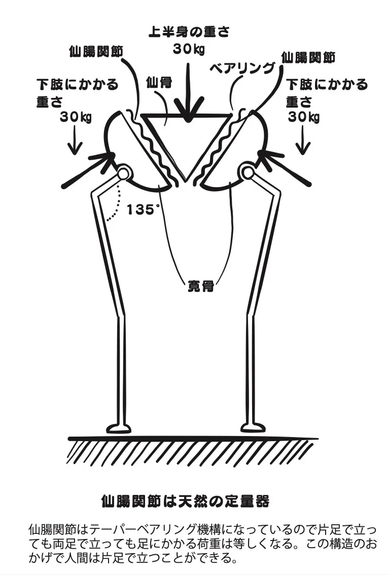 解説付き週刊連載「身体構造力〜日本人のからだと思考の関係論〜」❼　第１章「身体と構造の力」の5　仙腸関節は重力を感知してバランスをとる