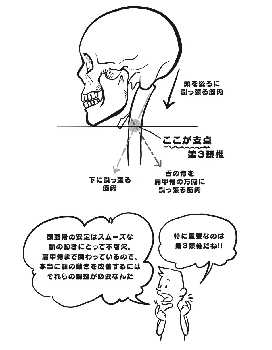 解説付き週刊連載「身体構造力〜日本人のからだと思考の関係論〜」 ❽　第１章「身体と構造の力」の6　「顎関節は振り子のように重力を感じている」