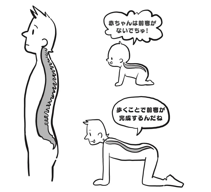 解説付き週刊連載「身体構造力〜日本人のからだと思考の関係論〜」11　第１章「身体と構造の力」の9　「構造と脳脊髄液の循環」