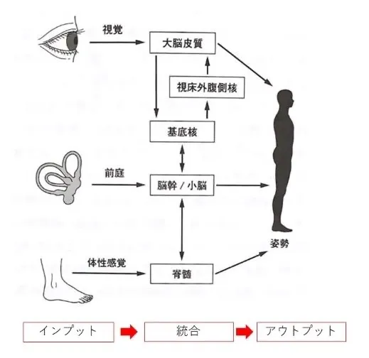 【身体構造力シリーズ】 第8回：めまいについて